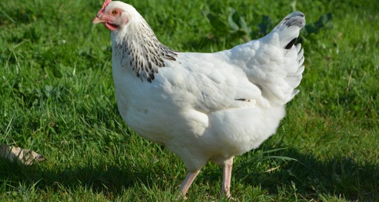 Coliumo: ¿Dónde conseguir huevos de gallinas felices en Chile?